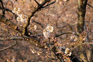 ebigawanosakura1204 009.jpg